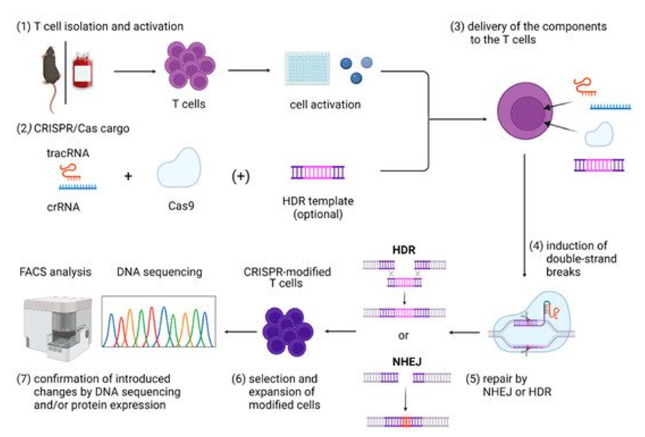 استفاده از ویرایش ژن مبتنی بر CRISPR در سلول‌های T اولیه